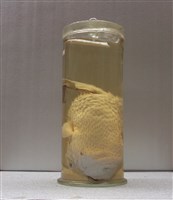 藏品(六斑二齒魨)的圖片